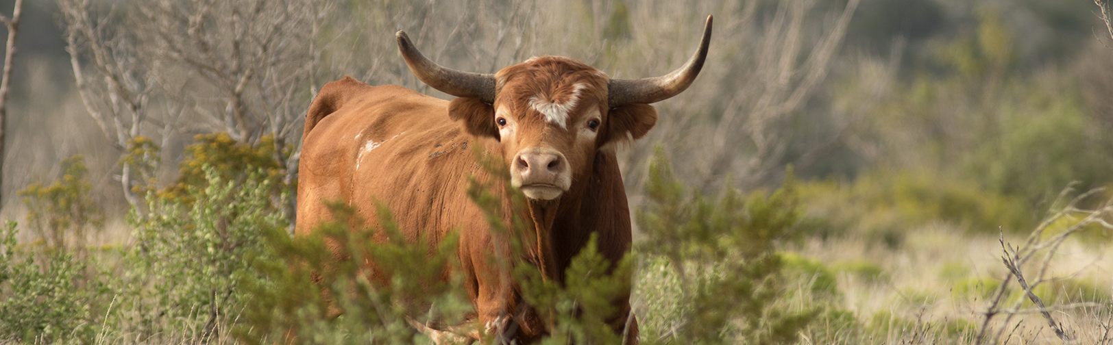 Crossbred Cow Crokett County