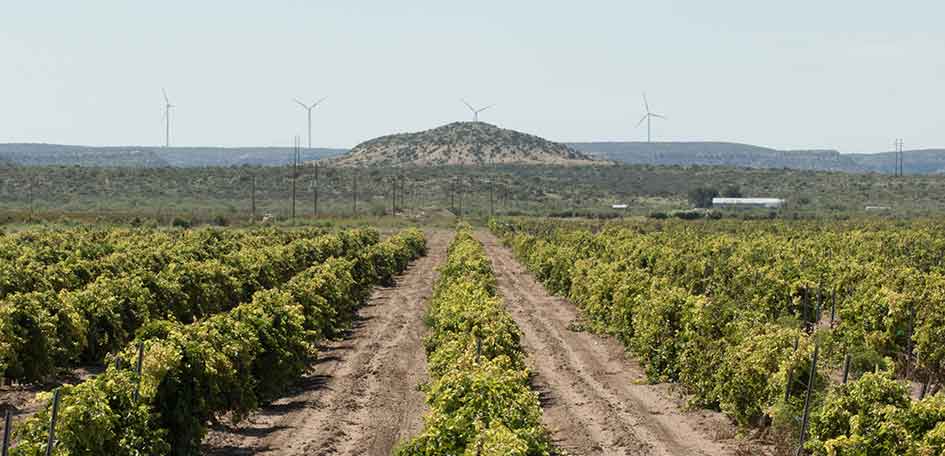 Picture of St. Genevieve Vineyard Pecos County